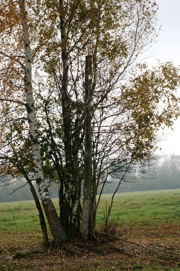 kępa brzozowa i resztki krzyża w Graużyszkach genealogia kresy oszmiański