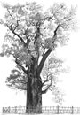 drzewo genealogia kresy oszmiański